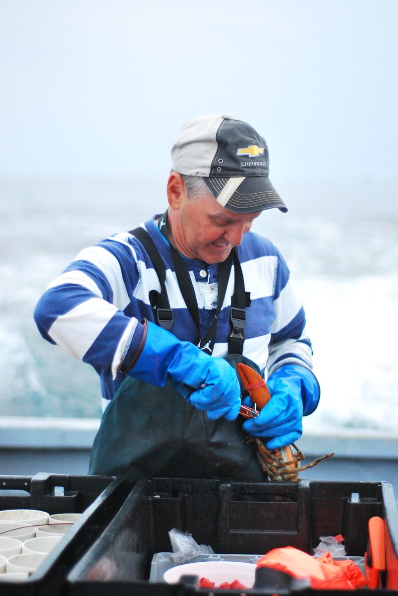 Fisherman holding lobster