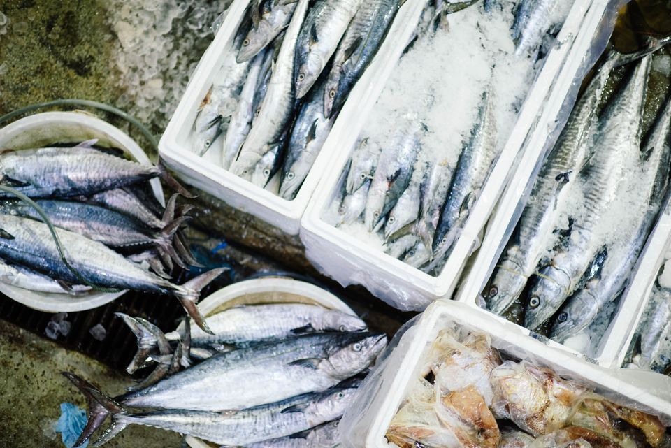 Mackerels
